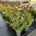 Smrek obyčajný (Picea abies) - výška 80-120 cm, kont. C20L